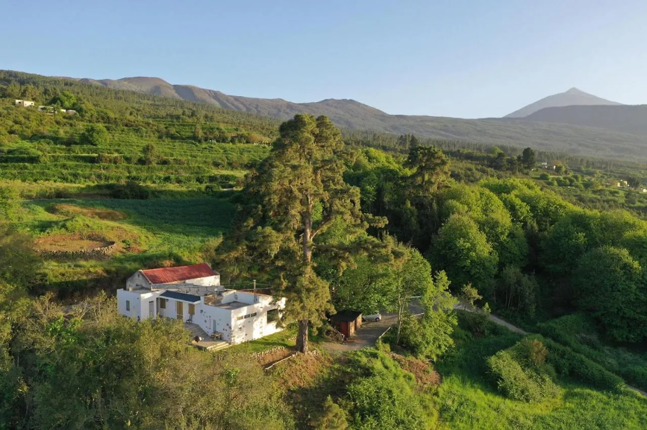 El Pino Centenario 4 Los Realejos España